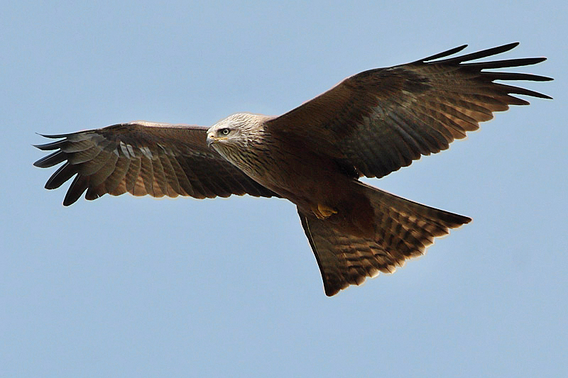 Black Kite Flying