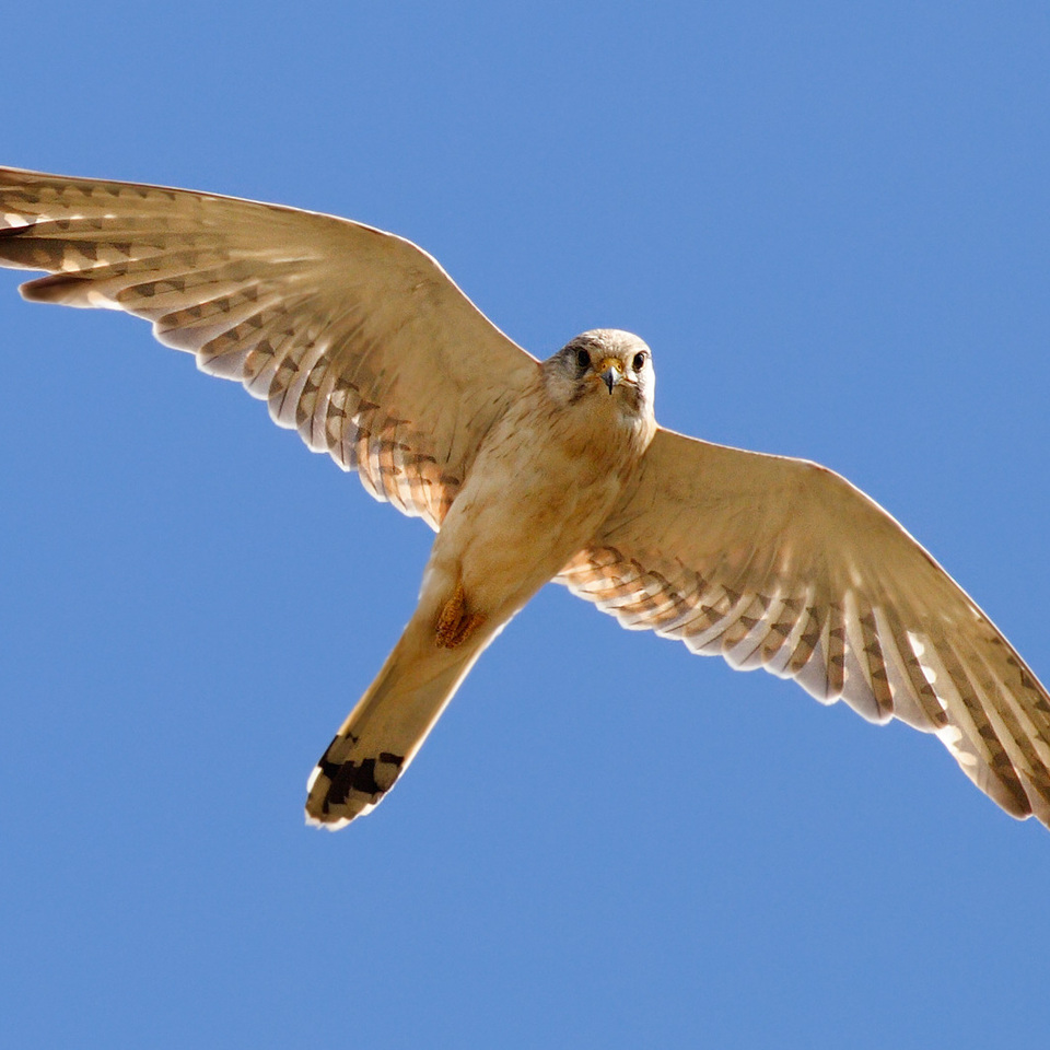 Nankeen Kestrel flying overhead