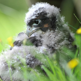 Wingspan Bird of Prey Centre Appeal