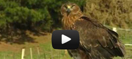Watch the Wingspan video