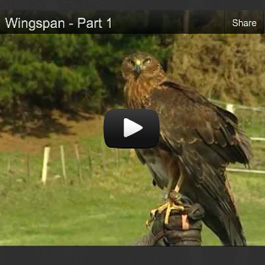 watch the Wingspan video
