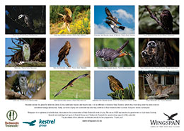 bird of prey calendar 2024 back