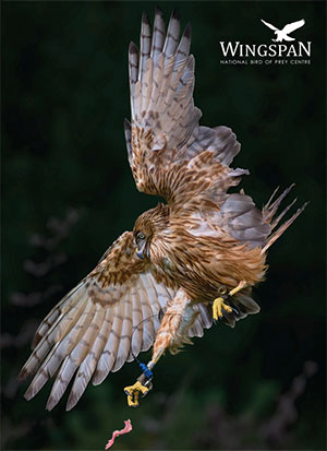 Wingspan limited edition journal 2023