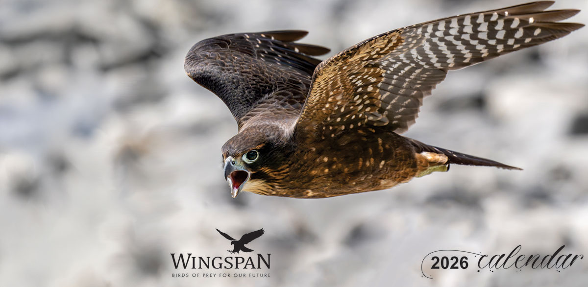 2023 Wingspan bird of prey Calendar