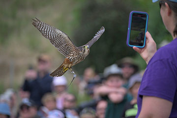 Wingspan senior admission gift voucher