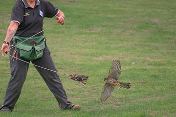 Wingspan child admission gift voucher