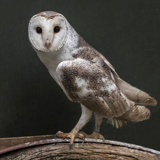 NZ Owl Canvas Prints | Wingspan Rotorua