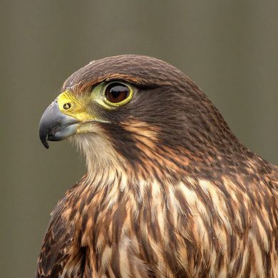 NZ Falcon Canvas Prints | Wingspan Rotorua