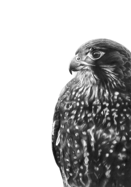 Hannah Shand Print - Fearless Falcon