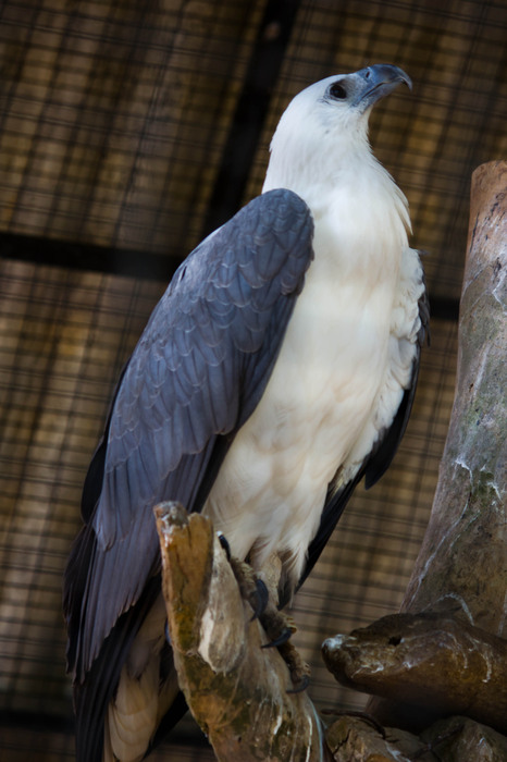 White Bellied Sea Eagle