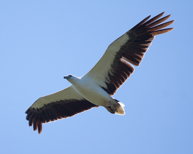 White Bellied Sea Eagle
