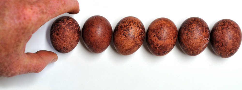 falcon eggs
