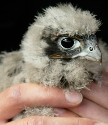 Gold Gift Sponsorship - Captive Falcon Chick