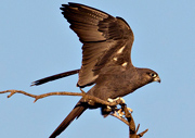 black falcon