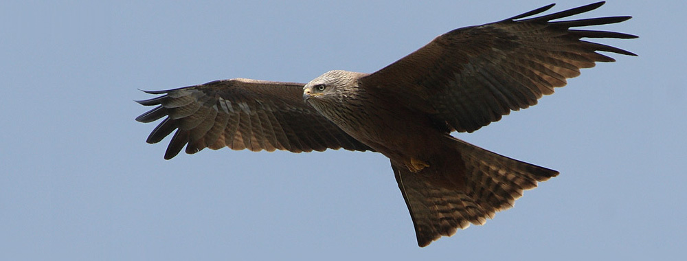 Black Kite