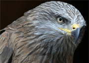 black kite