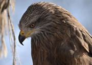 black kite