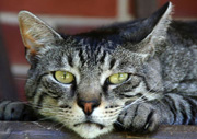 NZ falcon threat - cat