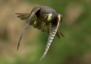 new zealand falcon
