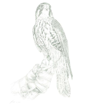 limited edition print - falcon