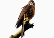 NZ falcon