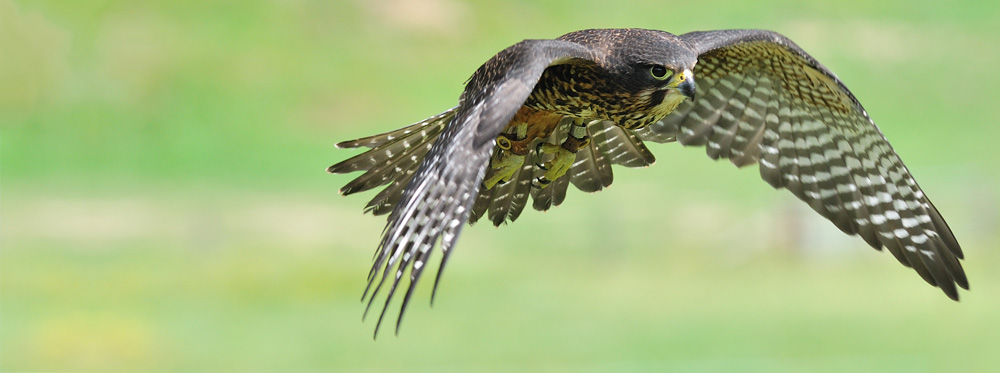 NZ falcon - Wingspan Bird of Prey Centre