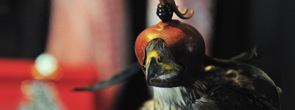 Hooded falcon - Wingspan Falconry