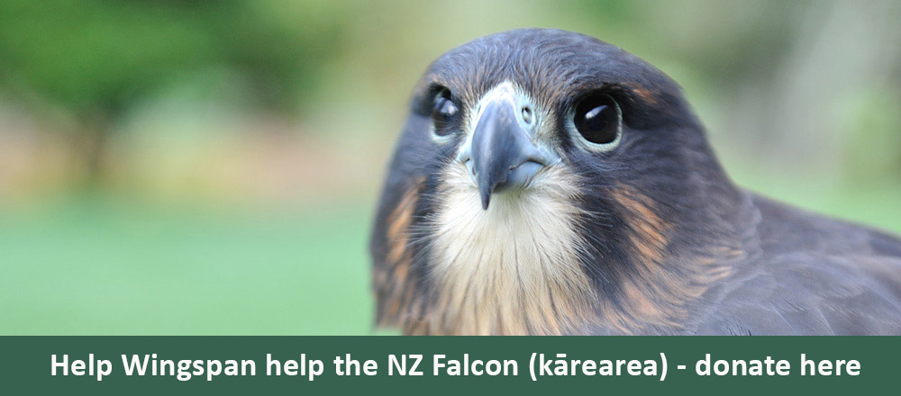 National Bird of Prey Centre