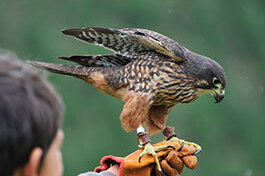 Captive Bird Sponsorship, Gold