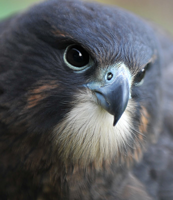 wild NZ falcon juvenile