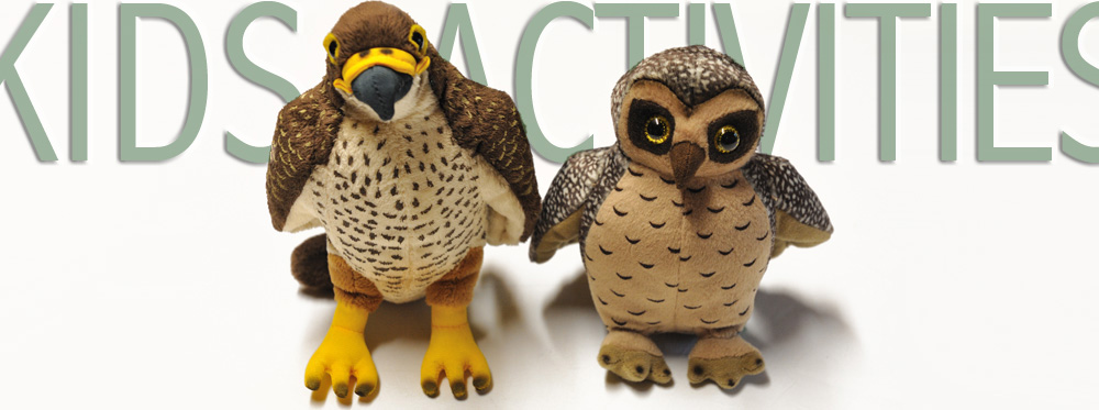 morepork and falcon kids activities