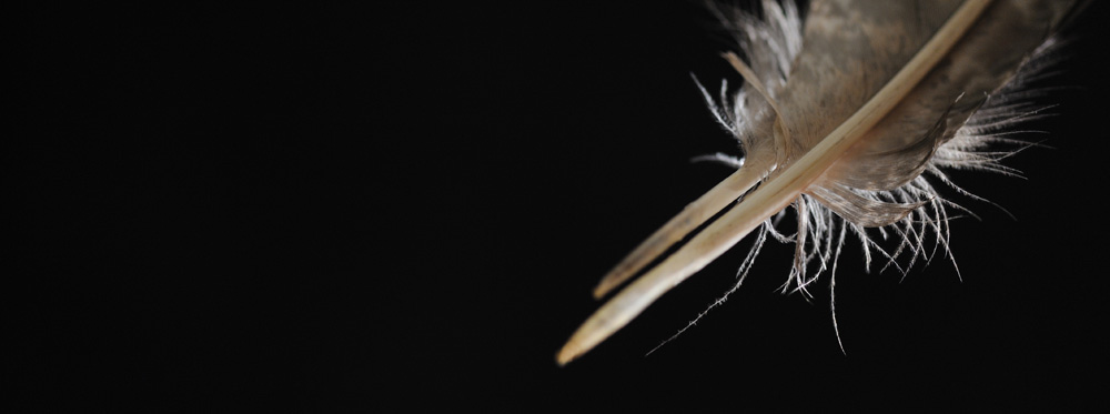 New Zealand falcon feather