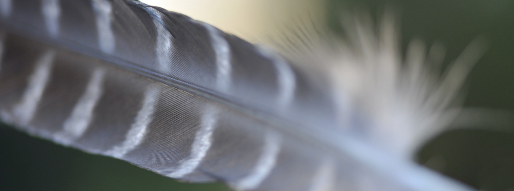 NZ Falcon Raptor Feather