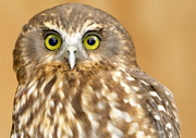 Morepork Owl Ruru