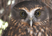 NZ Morepork owl
