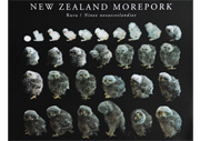 Morepork Owl growth poster