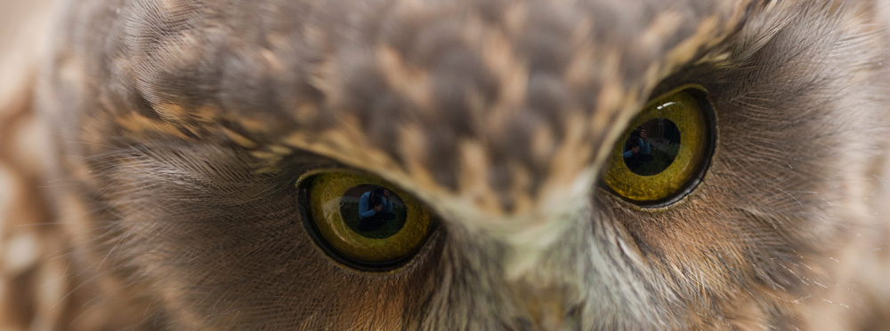 morepork owl in maori mythology