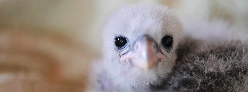 NZ falcon chick