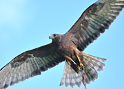 Swamp Harrier