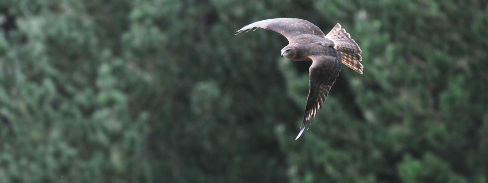 NZ Swamp Harrier