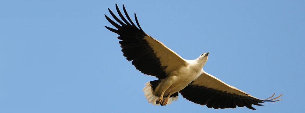 white-bellied sea eagle