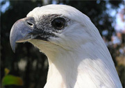 white-bellied sea eagle