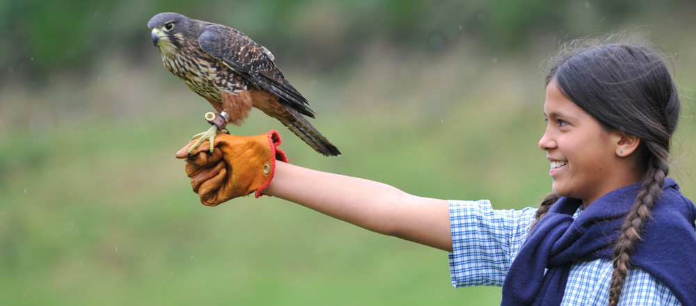 Wingspan Bird of Prey Centre Rotorua NZ