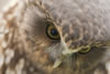 Morepork_Wingspan_0201-SBernert