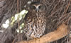 morepork2