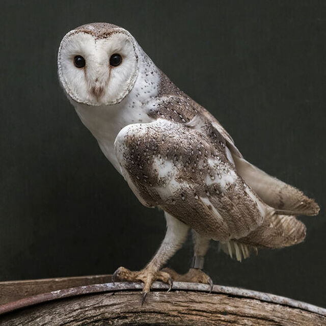 NZ Owl Canvas Prints | Wingspan Rotorua