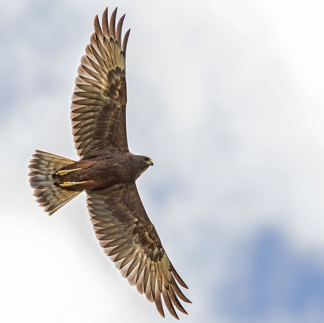 Hawk Canvas Prints | Wingspan Rotorua