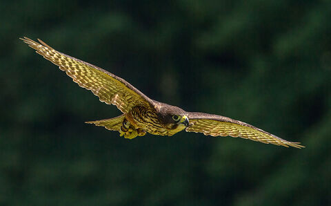 Canvas Print - Falcon F02