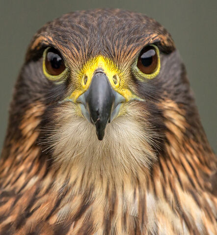 Canvas Print - Falcon F04