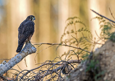 Canvas Print - Falcon F13